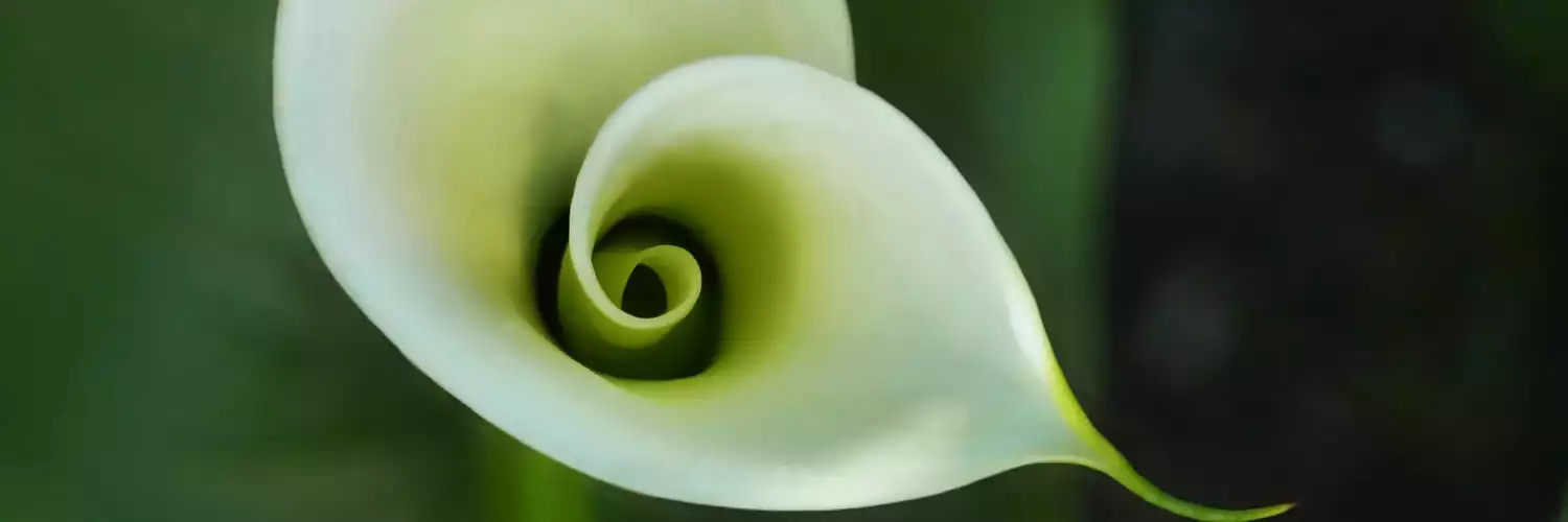 A white lily for life insurance lawyers